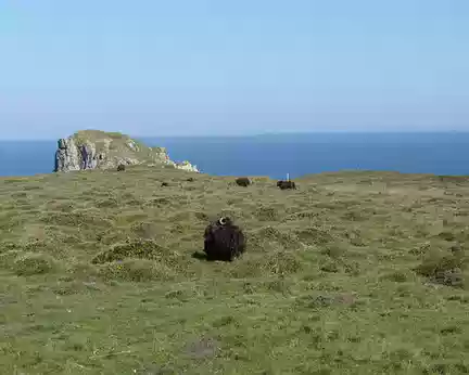 PXL037 Moutons noirs des landes de Bretagne